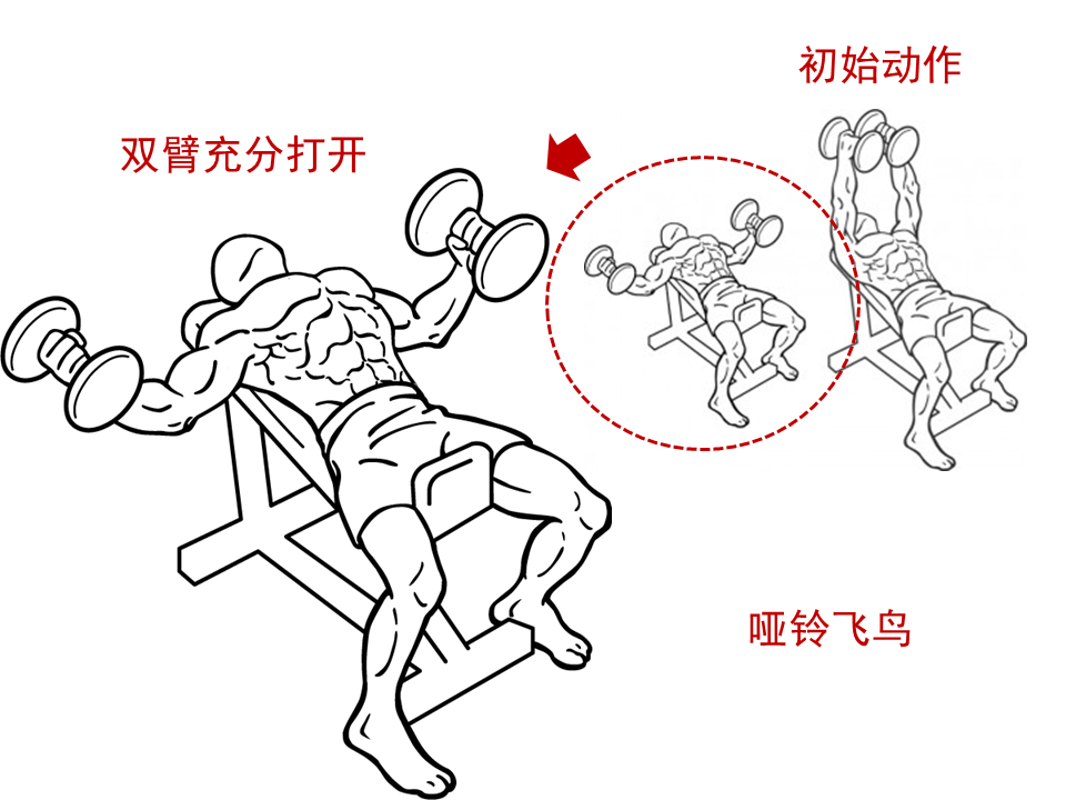 女性能不能练下胸_女性能练下胸吗_如果练下胸