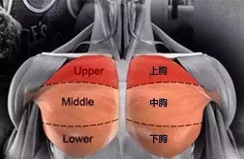 kaiyun官方网app下载app 平板杠铃卧推——练胸的黄金动作，学会动作的细节处理，事半功倍