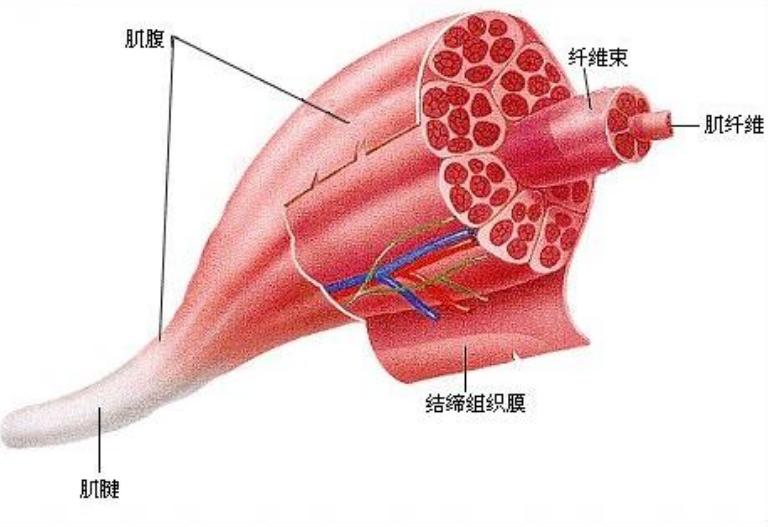 滚轮健身器_健腹轮锻炼腹肌效果_健腹轮正确使用方法