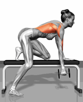 在家哑铃全身训练_去健身房练胸肌都有哪些动作_科学健身动作指南