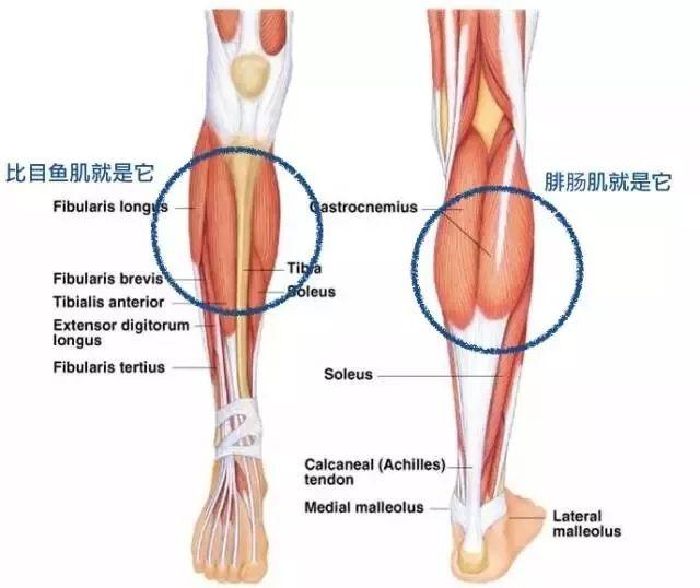 判断肌肉腿脂肪腿水肿腿_瘦腿操练视频_瘦小腿不同类型针对性训练
