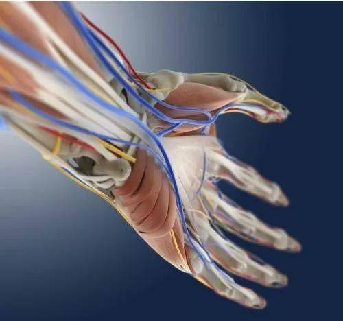 护具使用与肌肉协调发展_手腕关节损伤防护_健身手套需要护腕吗