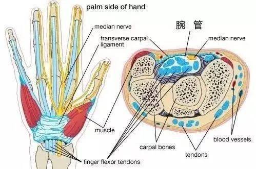 手腕关节损伤防护_健身手套需要护腕吗_护具使用与肌肉协调发展