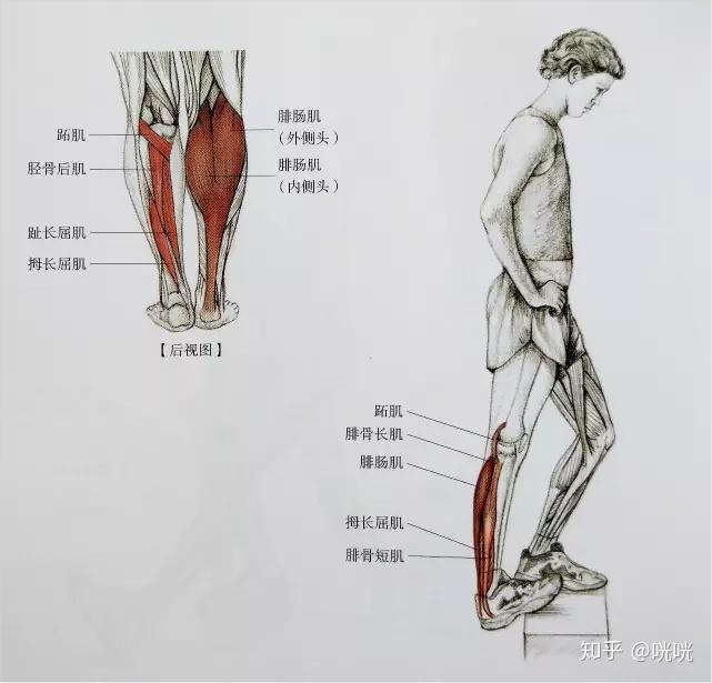 瘦腿操下载_肌肉腿矫正_脂肪腿训练