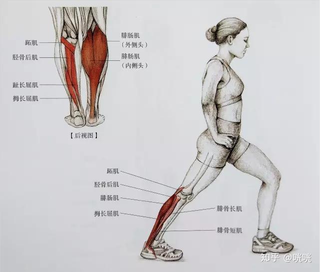 肌肉腿矫正_瘦腿操下载_脂肪腿训练