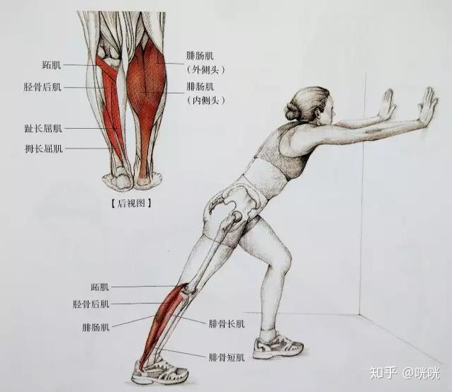 肌肉腿矫正_瘦腿操下载_脂肪腿训练