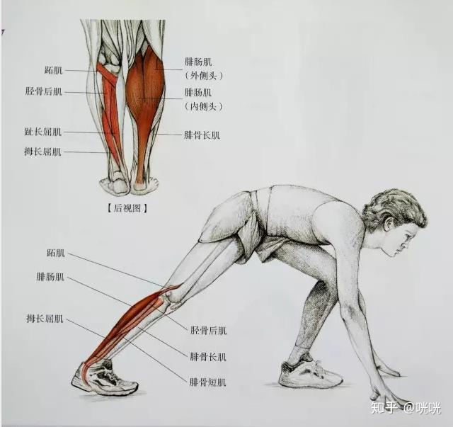 肌肉腿矫正_瘦腿操下载_脂肪腿训练