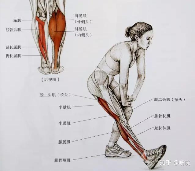 瘦腿操下载_肌肉腿矫正_脂肪腿训练