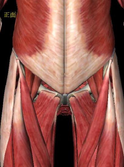 核心区的肌肉群