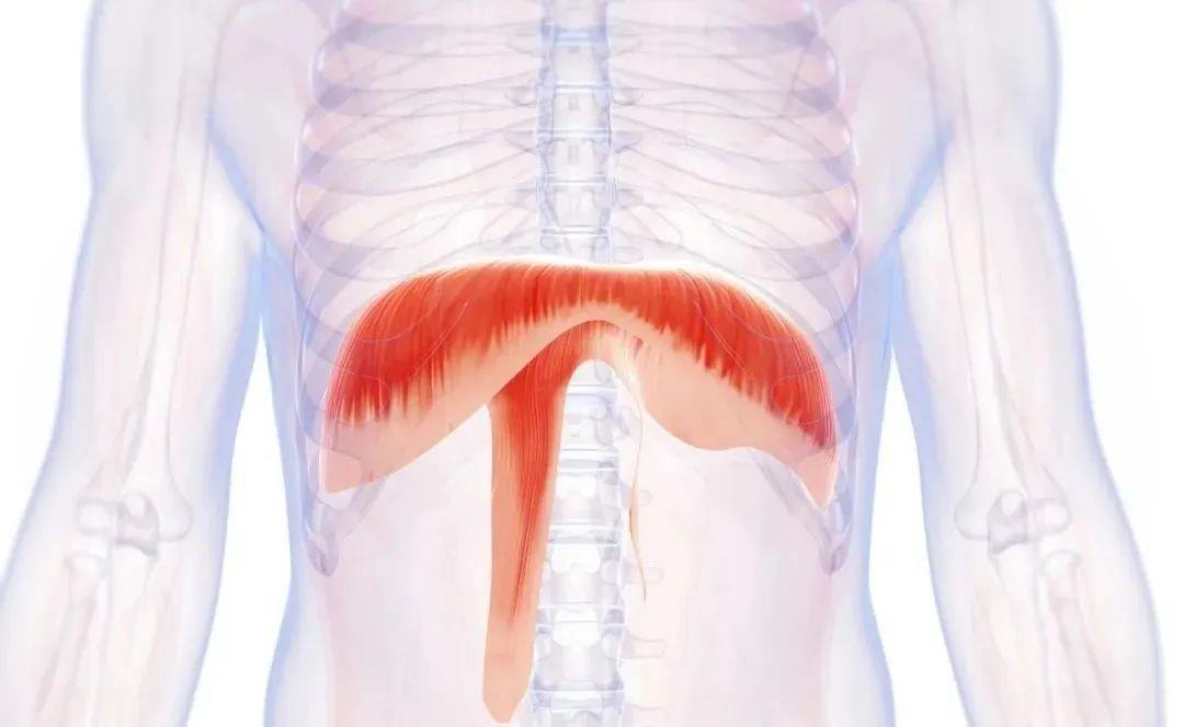 腹式呼吸法对提高注意力的好处_腹式呼吸好处_改善睡眠呼吸法